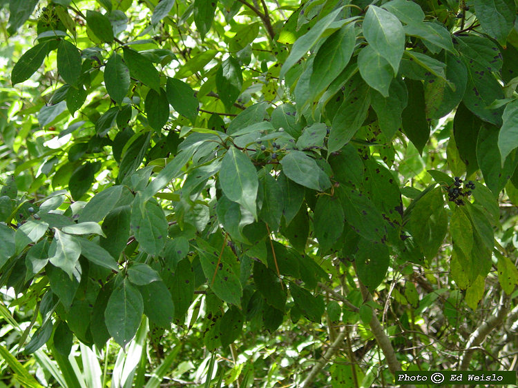 Mahogany: Florida Mahogany Tree